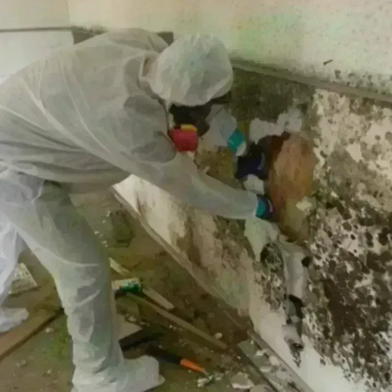 Mold Remediation and Removal in Parkville, MD